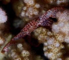 Trapezia rufopunctata