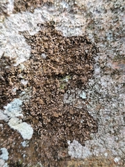 Gyrographa gyrocarpa