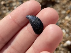 Mytilus galloprovincialis