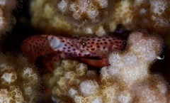 Trapezia rufopunctata