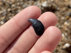 Mytilus galloprovincialis