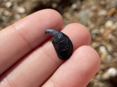 Mytilus galloprovincialis