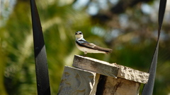 Tachycineta leucorrhoa