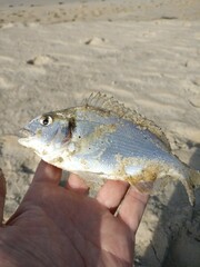 Sparus auratus