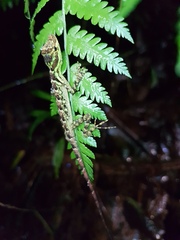 Anolis anoriensis