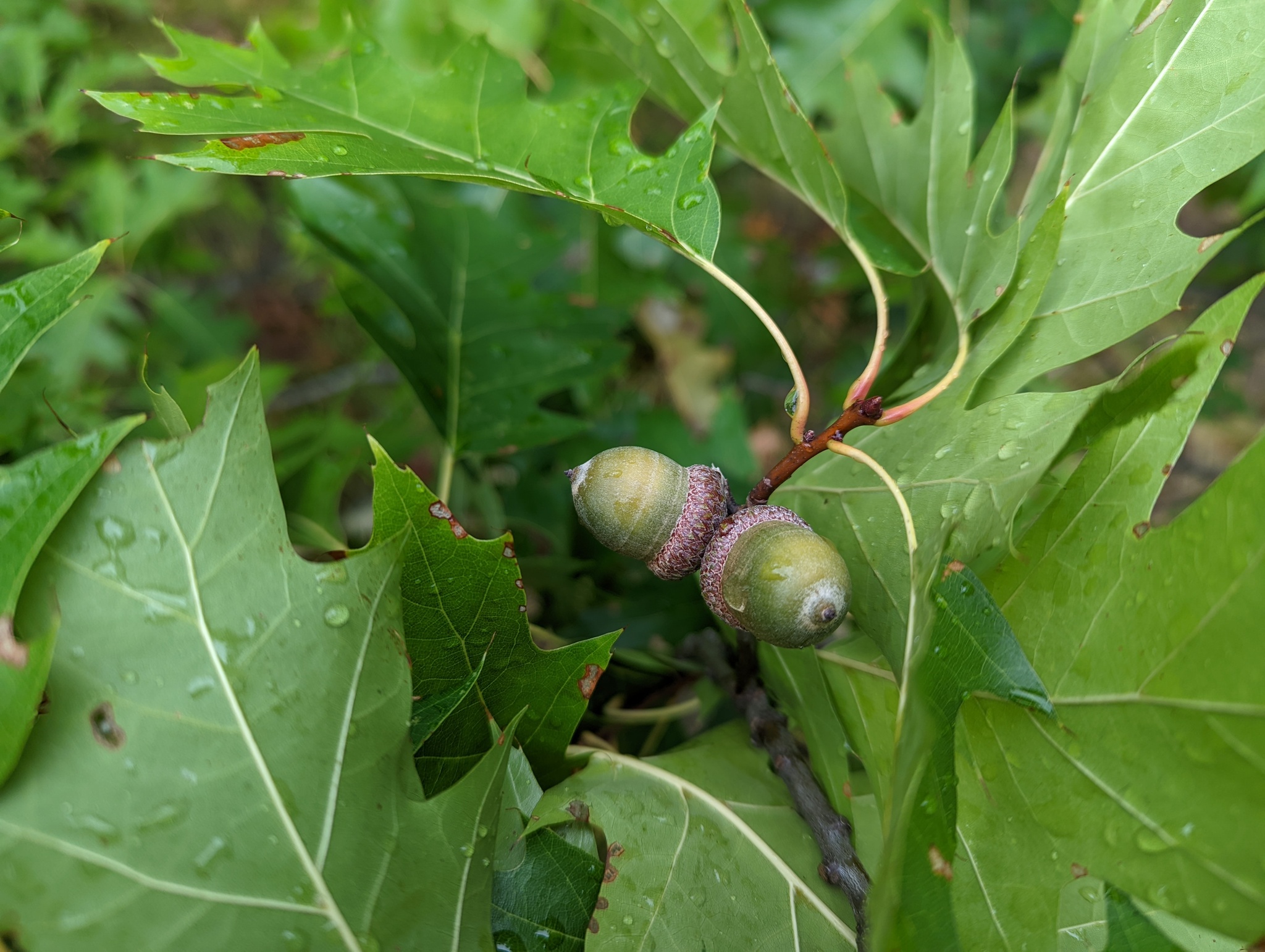 Using Georgia Native Plants: Nuts About Nuts, image size:2048x1542