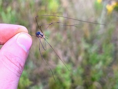 Leiobunum bimaculatum