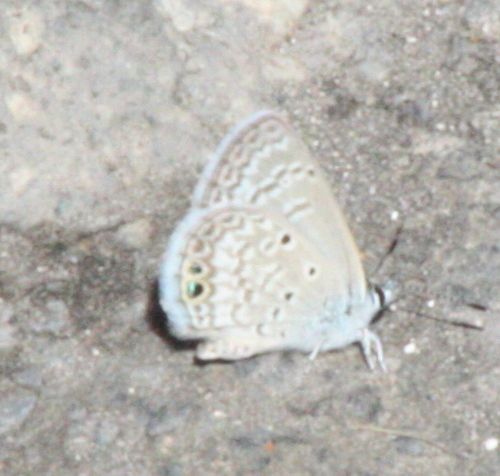 Hemiargus ceraunus