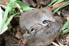Crocidura