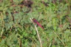 Orthemis discolor