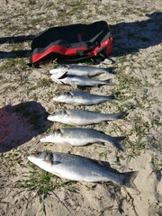 Dicentrarchus labrax