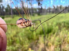 Leiobunum bimaculatum