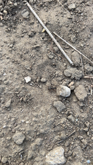 Formica fusca