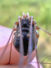 Leiobunum bimaculatum