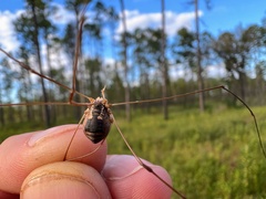 Leiobunum bimaculatum