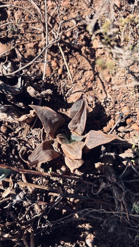 Haworthia magnifica