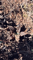 Haworthia magnifica