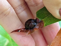 Amphibolips quercusostensackenii