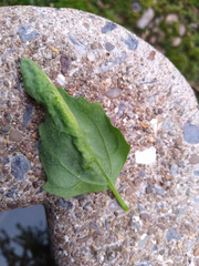 Hayhurstia atriplicis