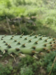 Opuntia lindheimeri
