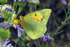 Colias