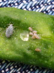 Hayhurstia atriplicis