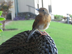 Copsychus malabaricus