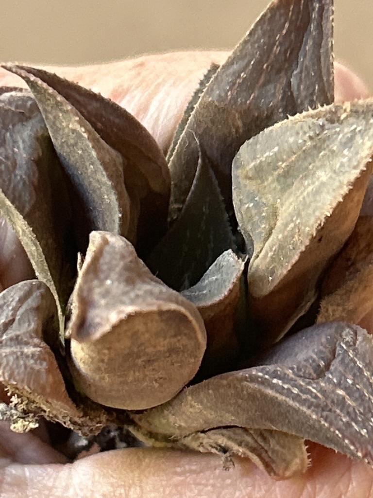 Haworthia magnifica, Riversdale, WC, ZA