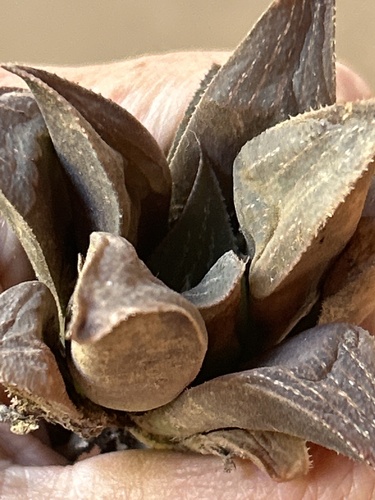 Haworthia magnifica
