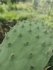 Opuntia lindheimeri
