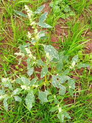 Hayhurstia atriplicis