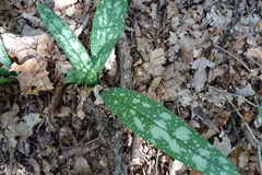 Pulmonaria
