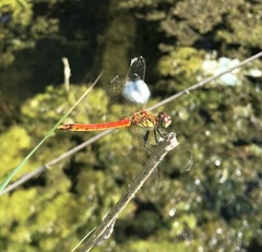 Sympetrum depressiusculum