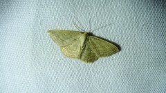 Scopula inductata