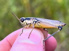 Paroxya atlantica