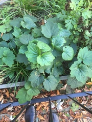 Eriocapitella hupehensis