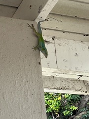 Anolis bimaculatus