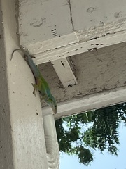 Anolis bimaculatus