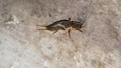 Gryllotalpa orientalis