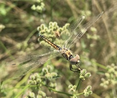 Selysiothemis nigra