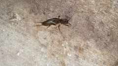 Gryllotalpa orientalis