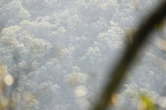 Nisaetus nipalensis