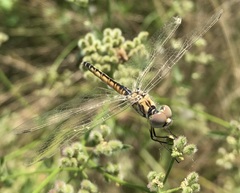 Selysiothemis nigra