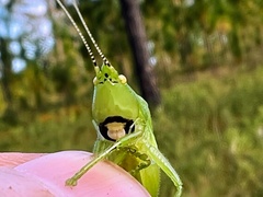 Belocephalus subapterus