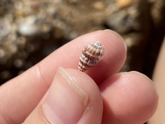 Neogastropoda