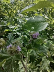 Fuertesimalva limensis