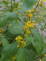 Solidago flexicaulis
