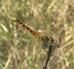 Sympetrum depressiusculum