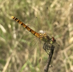 Sympetrum depressiusculum