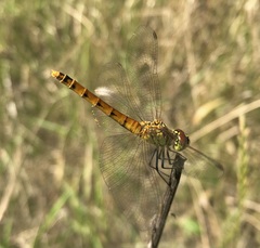 Sympetrum depressiusculum